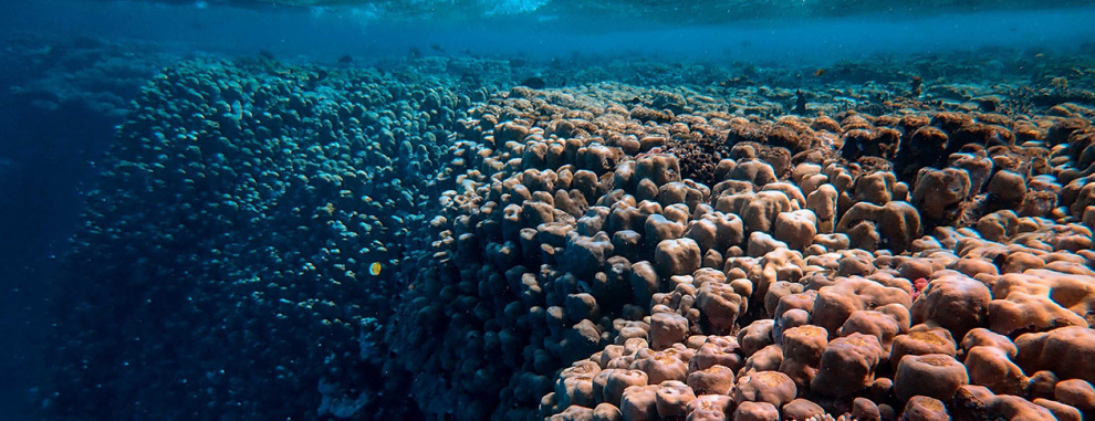 Bleached Dead Coral Reef